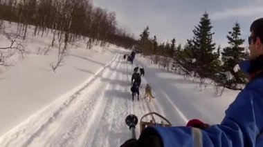 Kuzey Norveç, Lofoten Adaları 'nda köpek kızağı.
