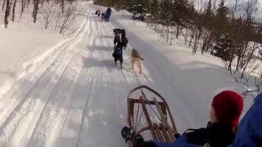 Kuzey Norveç, Lofoten Adaları 'nda köpek kızağı.