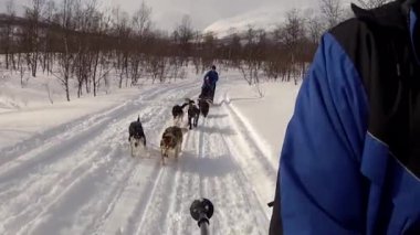 Kuzey Norveç, Lofoten Adaları 'nda köpek kızağı.