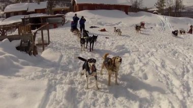 Kuzey Norveç, Lofoten Adaları 'nda köpek kızağı.