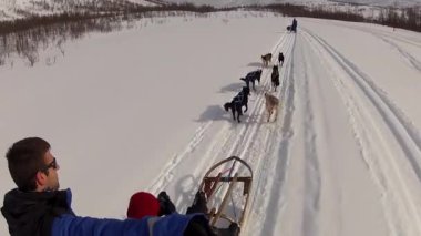 Kuzey Norveç, Lofoten Adaları 'nda köpek kızağı.