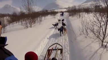 Kuzey Norveç, Lofoten Adaları 'nda köpek kızağı.