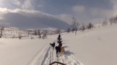Kuzey Norveç, Lofoten Adaları 'nda köpek kızağı.