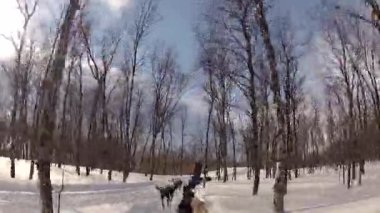 Kuzey Norveç, Lofoten Adaları 'nda köpek kızağı.