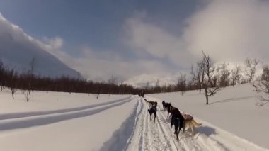 Kuzey Norveç, Lofoten Adaları 'nda köpek kızağı.