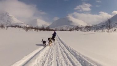 Kuzey Norveç, Lofoten Adaları 'nda köpek kızağı.