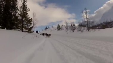 Kuzey Norveç, Lofoten Adaları 'nda köpek kızağı.
