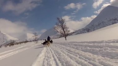 Kuzey Norveç, Lofoten Adaları 'nda köpek kızağı.