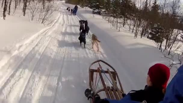 Paseos Trineo Para Perros Las Islas Lofoten Norte Noruega — Vídeos de Stock