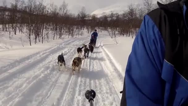 Cane Slittino Nelle Isole Lofoten Norvegia Del Nord — Video Stock