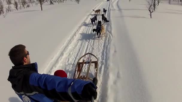 挪威北部Lofoten群岛的狗拉雪橇 — 图库视频影像