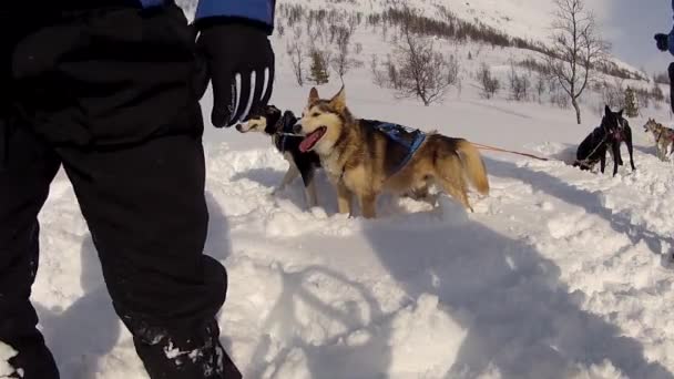 Hundeschlitten Auf Den Lofoten Nordnorwegen — Stockvideo