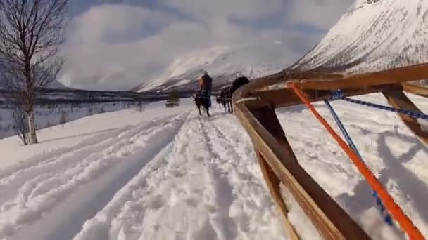 挪威北部Lofoten群岛的狗拉雪橇 — 图库视频影像