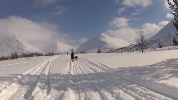 Paseos Trineo Para Perros Las Islas Lofoten Norte Noruega — Vídeos de Stock