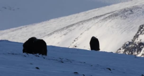Musk Dovrefjell National Park Noorwegen — Stockvideo