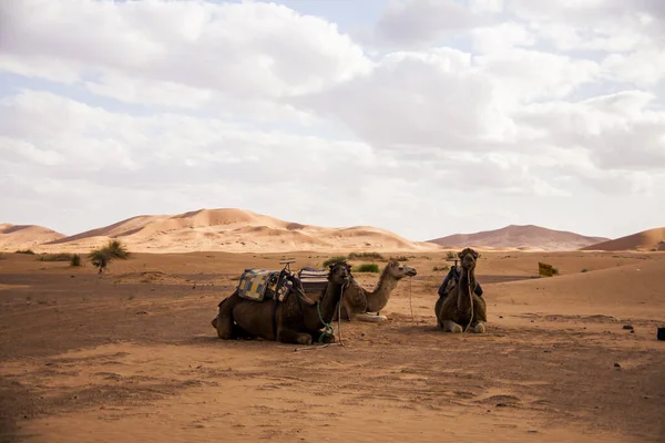 Wielbłądy Wydmy Saharze Maroko — Zdjęcie stockowe