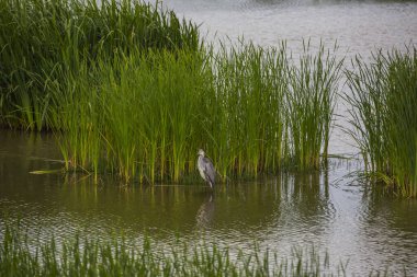 Aiguamolls De L 'Emporda Doğa Rezervi, İspanya.