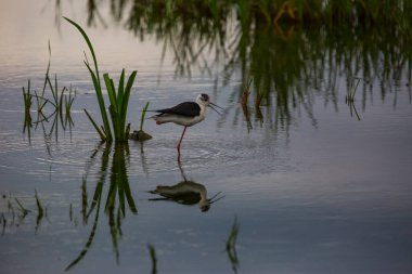 Aiguamolls De L 'Emporda Doğa Koruma Alanında (Himantopus Himantopus) kara kanatlı stilt, İspanya