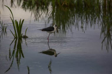Aiguamolls De L 'Emporda Doğa Koruma Alanında (Himantopus Himantopus) kara kanatlı stilt, İspanya