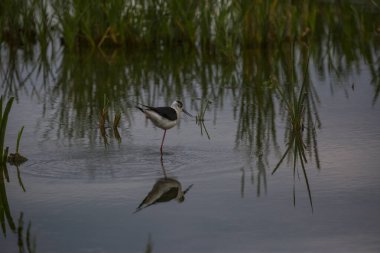 Aiguamolls De L 'Emporda Doğa Koruma Alanında (Himantopus Himantopus) kara kanatlı stilt, İspanya