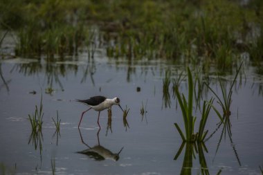 Aiguamolls De L 'Emporda Doğa Koruma Alanında (Himantopus Himantopus) kara kanatlı stilt, İspanya