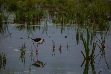 Aiguamolls De L 'Emporda Doğa Koruma Alanında (Himantopus Himantopus) kara kanatlı stilt, İspanya