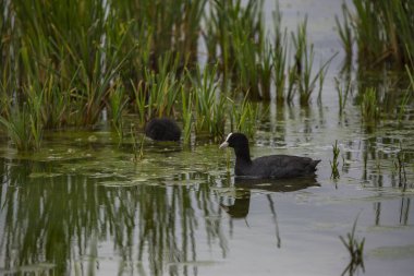 Aiguamolls De L 'Emporda Doğa Koruma Alanında (Fulica atra).