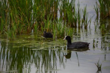 Aiguamolls De L 'Emporda Doğa Koruma Alanında (Fulica atra).