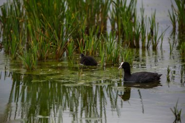 Aiguamolls De L 'Emporda Doğa Koruma Alanında (Fulica atra).
