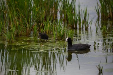 Aiguamolls De L 'Emporda Doğa Koruma Alanında (Fulica atra).
