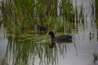 Aiguamolls De L 'Emporda Doğa Koruma Alanında (Fulica atra).