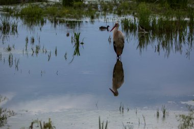 Aiguamolls De L 'Emporda Doğa Rezervi, İspanya.