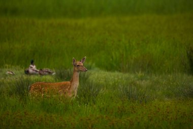 Aiguamolls De L 'Emporda Doğa Koruma Alanındaki Fallow geyiği, İspanya.