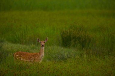 Aiguamolls De L 'Emporda Doğa Koruma Alanındaki Fallow geyiği, İspanya.