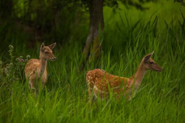 Aiguamolls De L 'Emporda Doğa Koruma Alanındaki Fallow geyiği, İspanya.