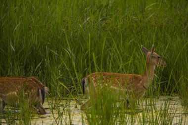 Aiguamolls De L 'Emporda Doğa Koruma Alanındaki Fallow geyiği, İspanya.