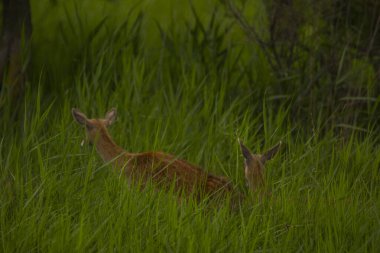 Aiguamolls De L 'Emporda Doğa Koruma Alanındaki Fallow geyiği, İspanya.