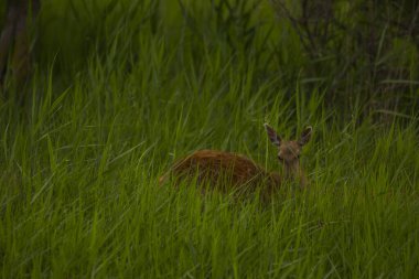 Aiguamolls De L 'Emporda Doğa Koruma Alanındaki Fallow geyiği, İspanya.