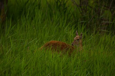 Aiguamolls De L 'Emporda Doğa Koruma Alanındaki Fallow geyiği, İspanya.