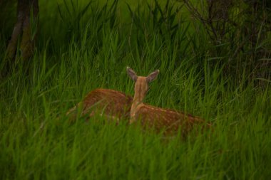Aiguamolls De L 'Emporda Doğa Koruma Alanındaki Fallow geyiği, İspanya.