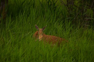 Aiguamolls De L 'Emporda Doğa Koruma Alanındaki Fallow geyiği, İspanya.