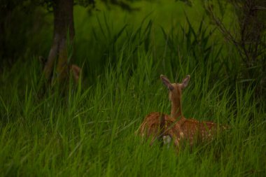Aiguamolls De L 'Emporda Doğa Koruma Alanındaki Fallow geyiği, İspanya.