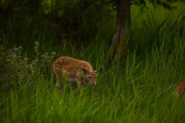 Aiguamolls De L 'Emporda Doğa Koruma Alanındaki Fallow geyiği, İspanya.