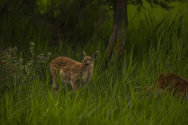 Aiguamolls De L 'Emporda Doğa Koruma Alanındaki Fallow geyiği, İspanya.
