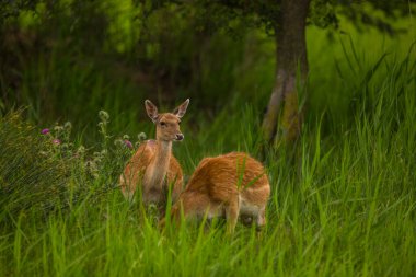 Aiguamolls De L 'Emporda Doğa Koruma Alanındaki Fallow geyiği, İspanya.