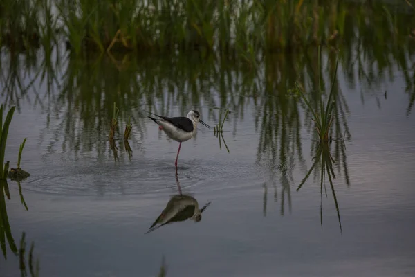 Pazur Czarnoskrzydły Himantopus Himantopus Rezerwacie Przyrody Aiguamolls Emporda Hiszpania — Zdjęcie stockowe