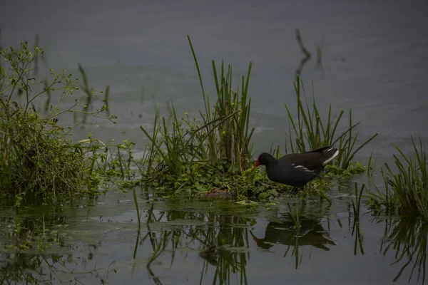 Moorhen Comum Aiguamolls Emporda Reserva Natural Espanha — Fotografia de Stock