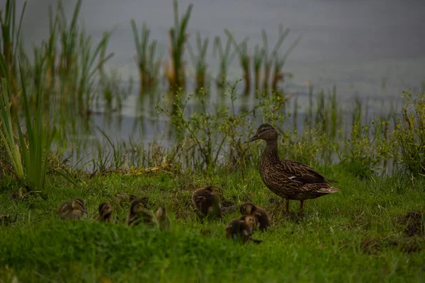 Mallard Wiosną Rezerwacie Przyrody Aiguamolls Emporda Hiszpania — Zdjęcie stockowe