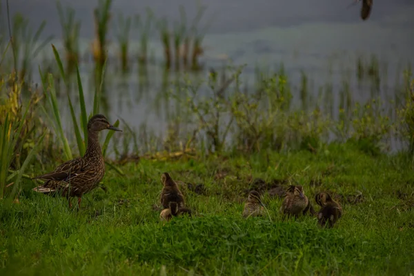 Mallard Het Voorjaar Aiguamolls Emporda Natuurreservaat Spanje — Stockfoto