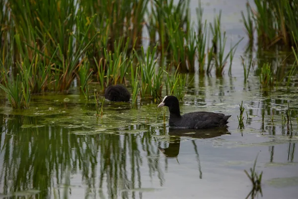 Morue Eurasienne Fulica Atra Dans Réserve Naturelle Aiguamolls Emporda Espagne — Photo